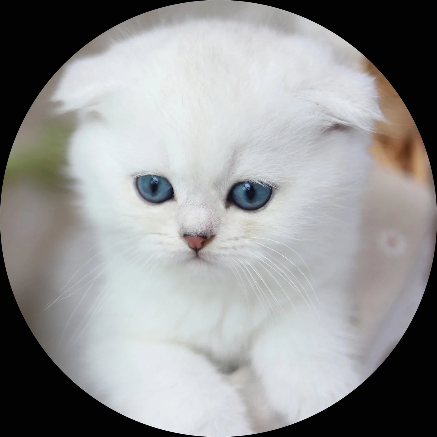 925 Silver 100 Languages I Love You Heart Projection Bracelet Custom Photo Jewelry Personalisierte Geschenke Valentines Day Gift